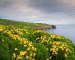 Flowering Coreopsis