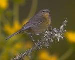 Orange Crowned Warbler