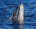 Gray Whale