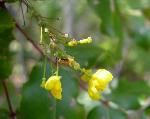 Island barberry