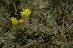 Soft-leaved paintbrush
