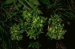 Sea-cliff bedstraw