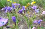 Hoffmann’s slender-flowered gilia