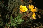Island rushrose