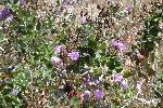 Santa Cruz Island bush mallow