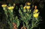 Island malacothrix