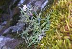 Santa Cruz Island lace pod