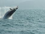 Humpback whale