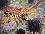 California Spiny Lobster