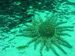 Sunflower Star