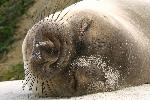 Elephant seal pup