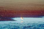 Snowy Plover on the shore