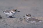 Snowy Plover Pair