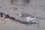 Plover in the dunes