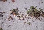 Plover nest