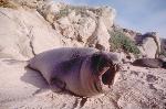 Bull Male Elephant Seal