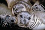Elephant seal pups