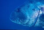 Giant (Black) Sea Bass