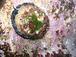 Red Abalone