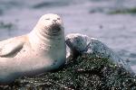 Harbor seal