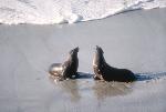 California Sea Lion