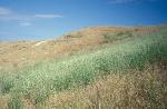 Harding Grass