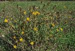 Yellow star thistle
