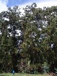 Eucalyptus globulus