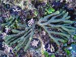 Codium fragile