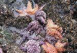 Seastars