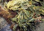 Dwarf rockweed
