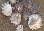 Limpets