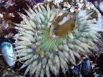 Sea anemone