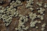 Barnacle