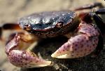 Purple shore crab