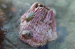 Volcano barnacle