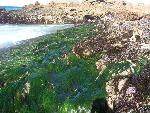Surfgrass