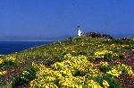 Anacapa Island, lighthouse springtime flowers