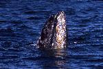 Gray whale spy hop