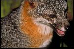 Island Fox closeup
