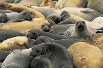 San Miguel Island, Elephant seals