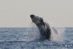 Humpback whale