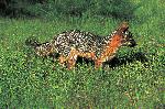 Island fox