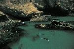 Santa Barbara Island, snorkelers in Landing Cove