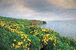 Santa Barbara Island, Arch Point in Springtime