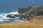 Santa Barbara Island, Webster Point