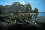 Anacapa Island kelp