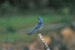Santa Cruz Island Scrub Jay