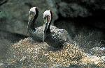 Santa Barbara Island California brown pelicans