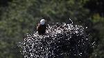 Bald Eagle 1